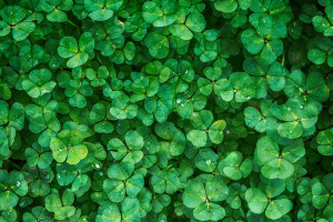 Be Sure To Check Out These Local St. Patrick’s Day Events For 2016