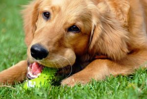 Dog Bites and Your Homeowners Insurance